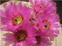 06d417a7-Picture 7662.jpg